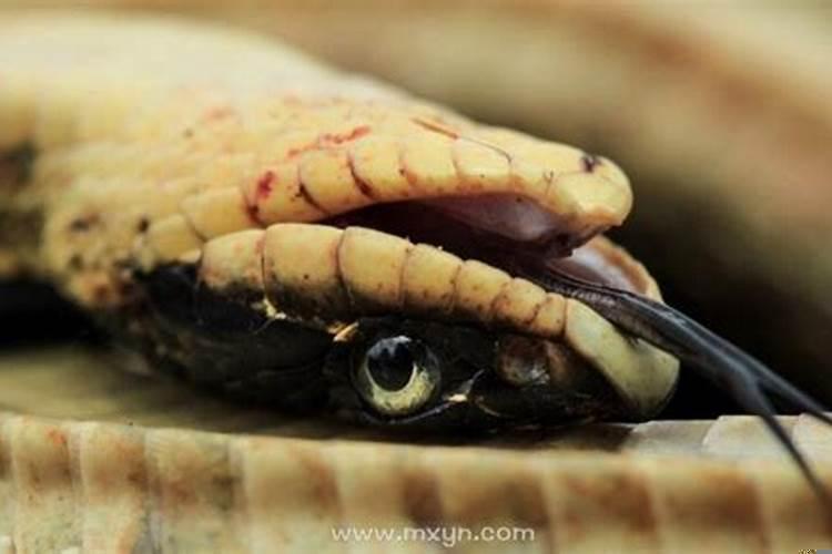 做梦梦到三条蛇都死了