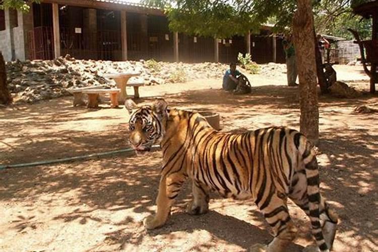 梦到老虎进院子，心里特别的害怕