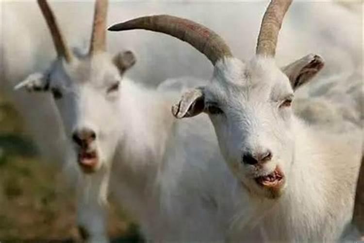 属羊女真的克夫吗