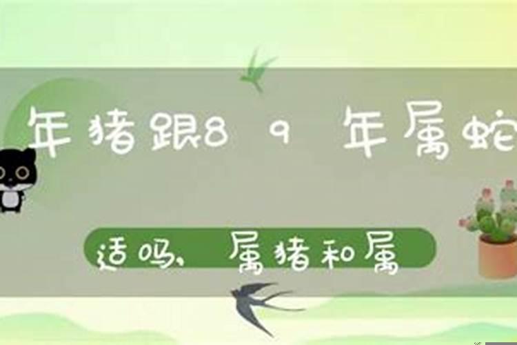 属蛇与属猪相处怎么样