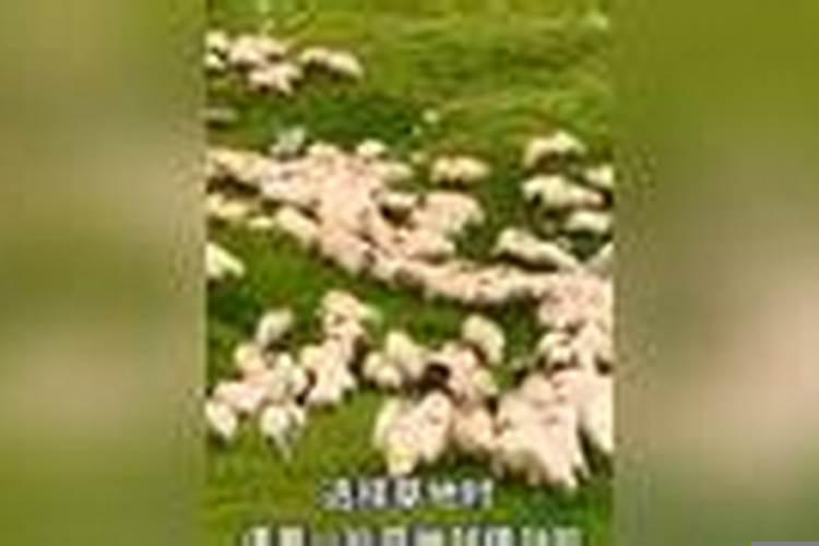 山羊雨天能放牧吗为什么