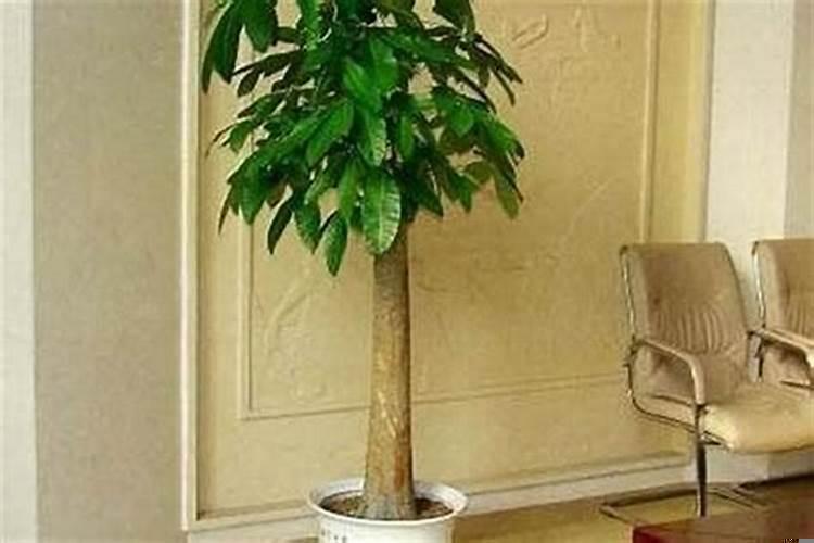 风水学家里摆什么招财