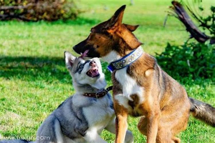 女人梦见狗咬住脚不放