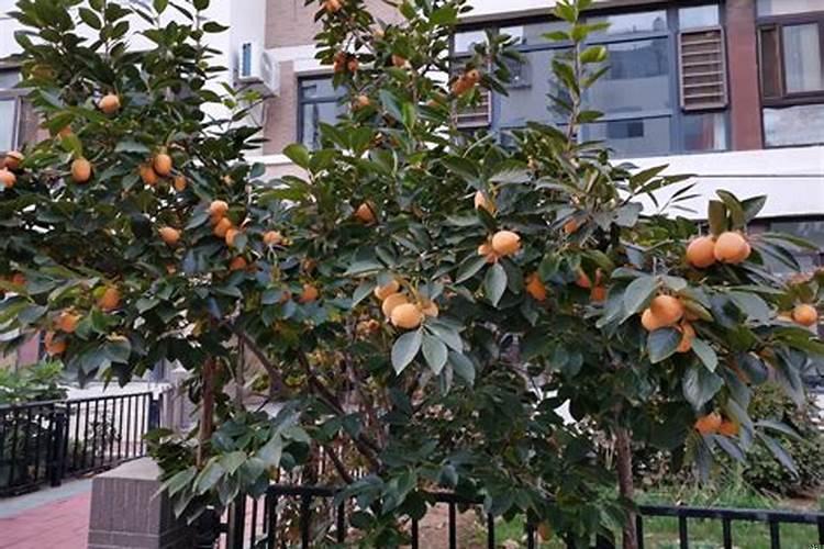 柿子树种在家门前面好吗?