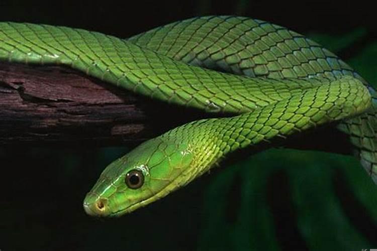 属蛇运势2020年运势详解