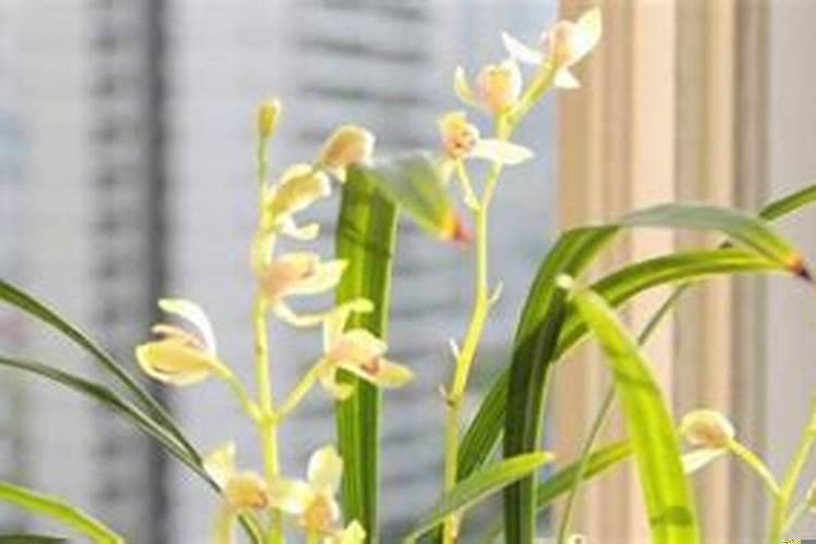 九节兰花养在什么地方