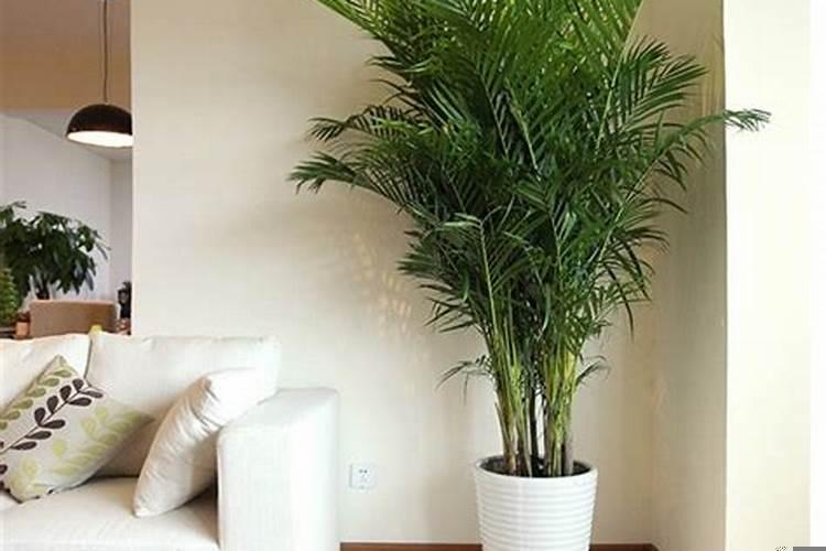绿色植物摆放位置风水