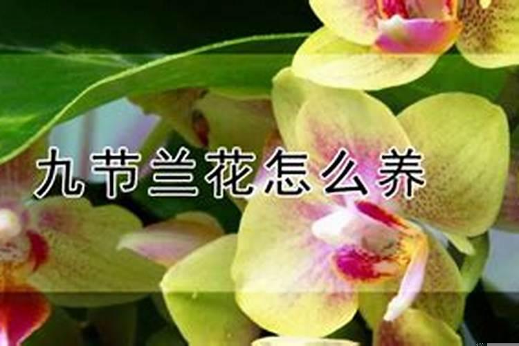 九节兰花养在什么地方