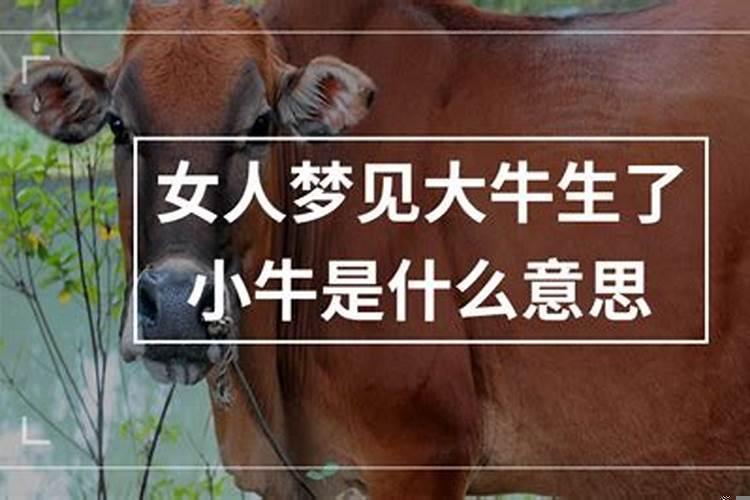 梦见小牛生小牛什么意思