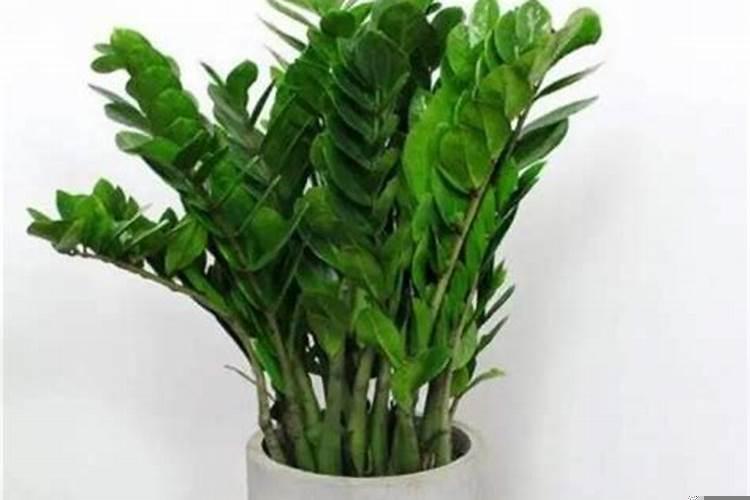 十二种招财花金钱树，什么花可以招财