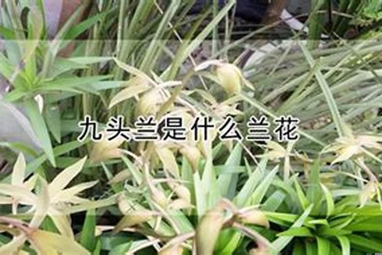 九节兰花养在什么地方