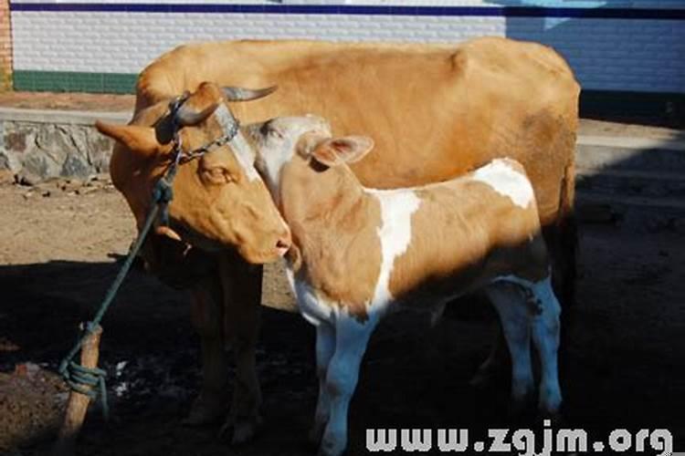 梦见小牛生小牛什么意思