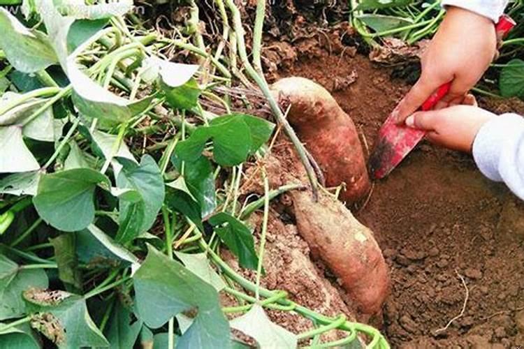 梦见挖花生和红薯