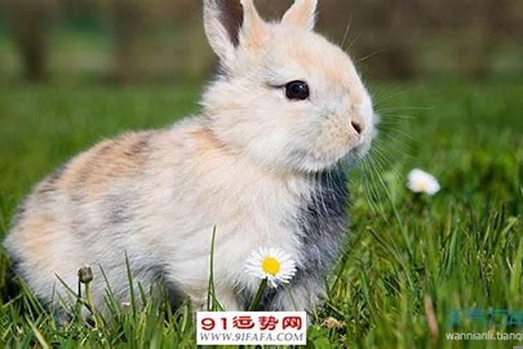 属兔客厅放什么旺财