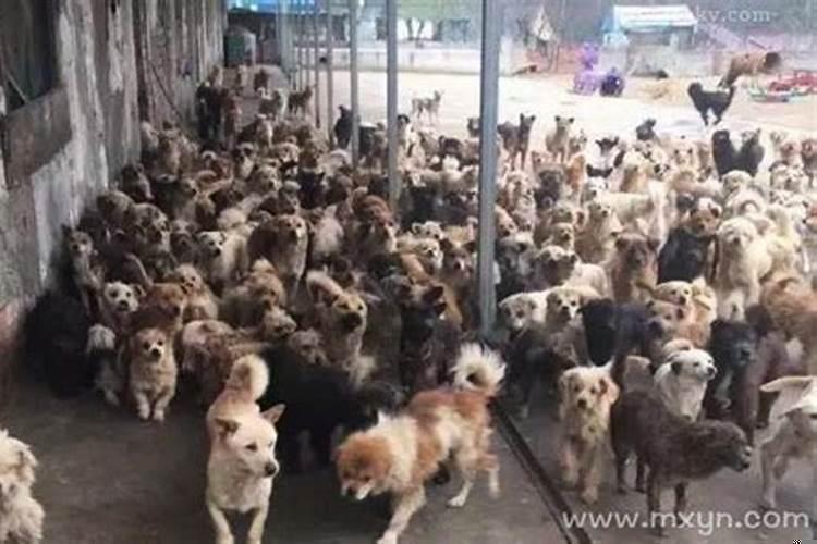 怀孕梦见很多狗是什么意思