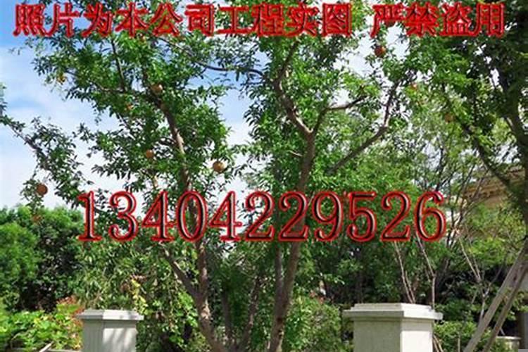 别墅院子栽什么树