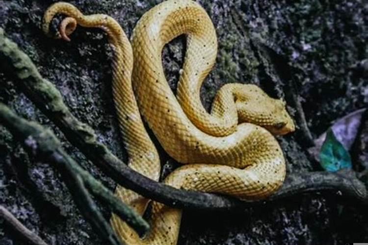 男人梦到蛇预示着什么，并且遇到蛇