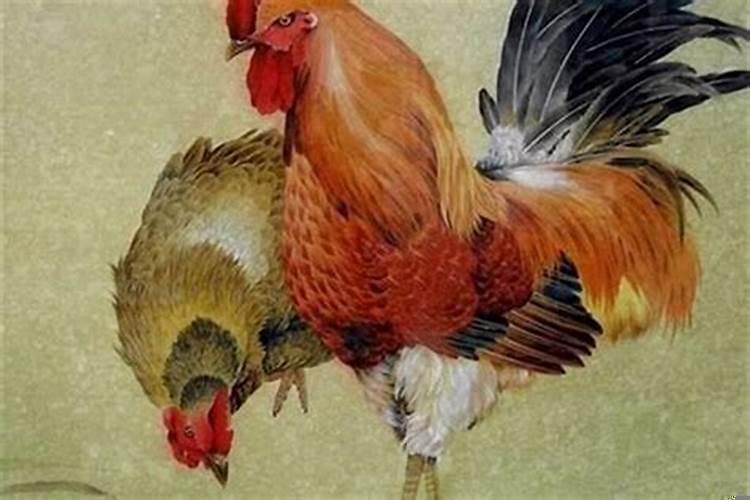 生肖属鸡的今年婚姻怎样
