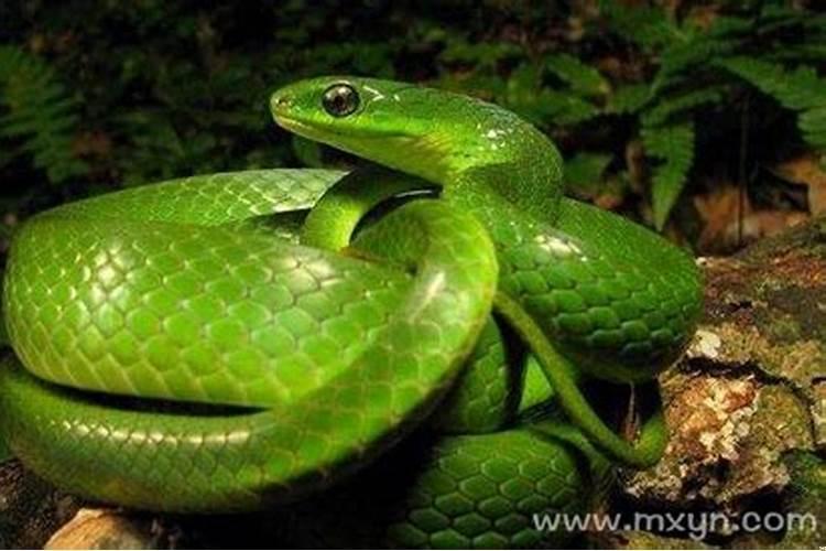 男人梦到蛇预示着什么，并且遇到蛇