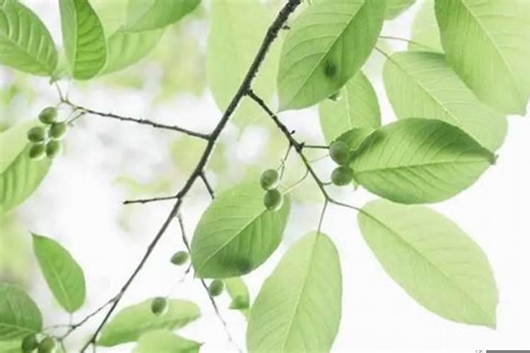 属虎人今年运势运程