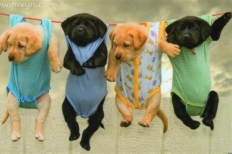 怀孕梦见很多狗是什么意思