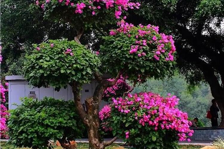 别墅院子栽什么树