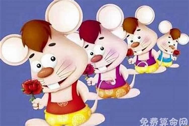 属鼠女人的感情和婚姻