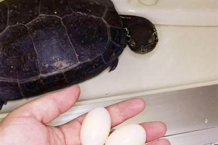 梦见乌龟下蛋是什么预兆吗