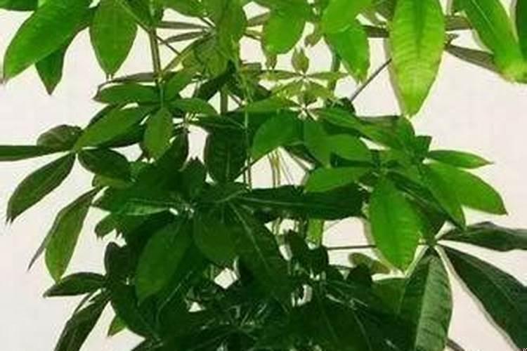 招财开运68种秘诀