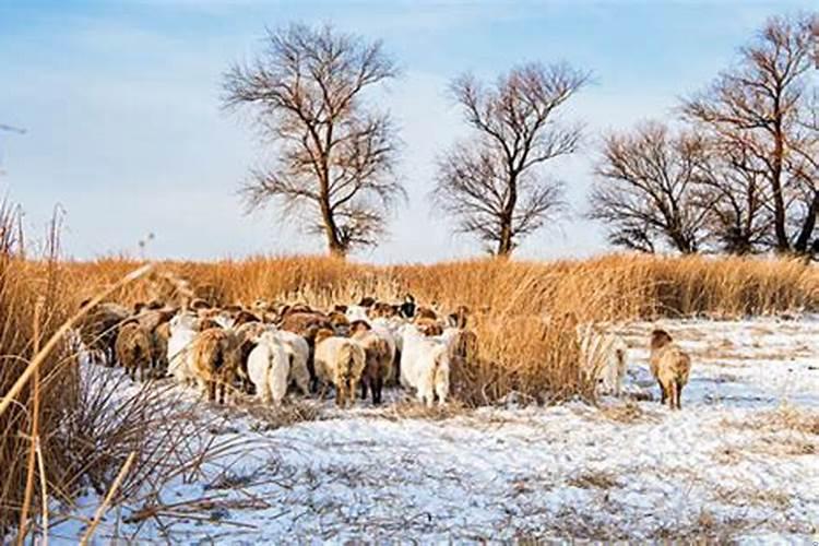 1943年属羊人终身寿命