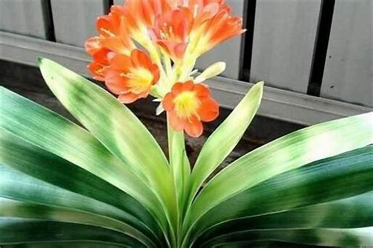 家里摆花的好处