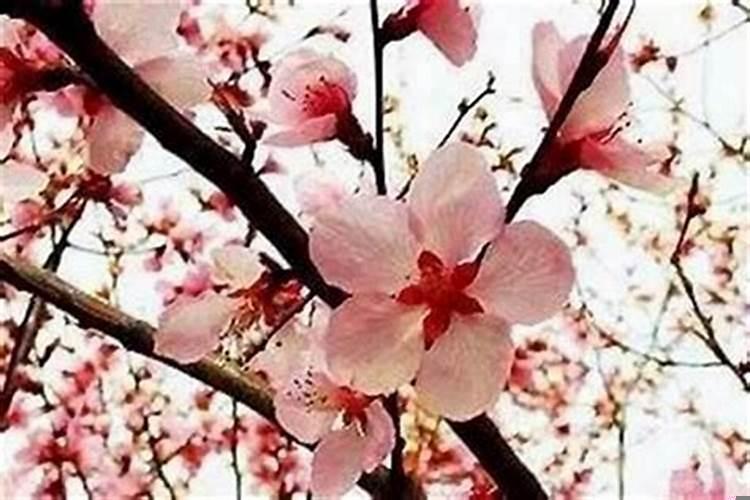 烂桃花该怎么办