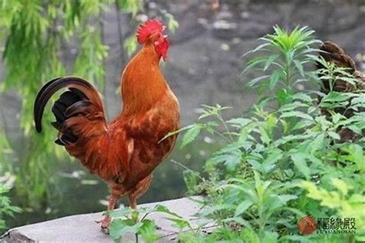 属鸡的和那个属相合财