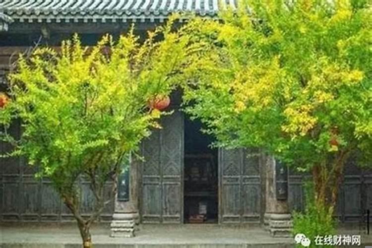 门旁有大树风水好不好