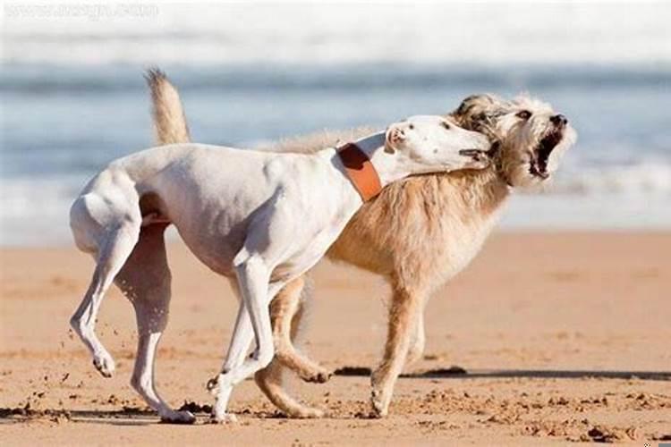 梦见打狗，把狗打的浑身是血