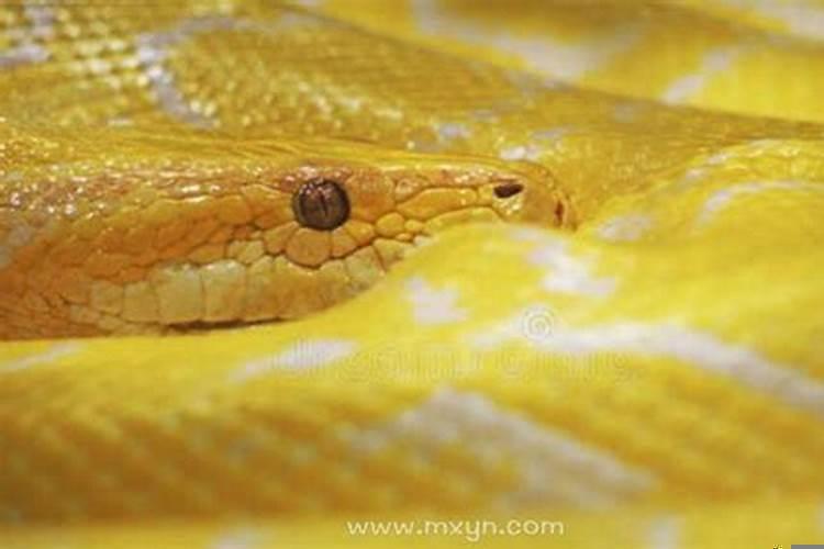 孕妇梦见蛇寓意着什么