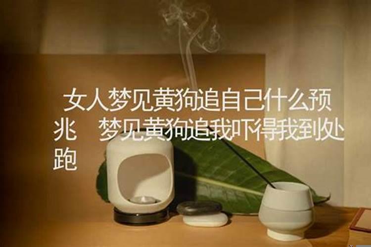 梦见狗追我但是狗被打死了