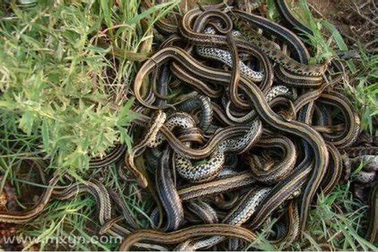 得梦梦见屋里进了很多蛇，好大一条