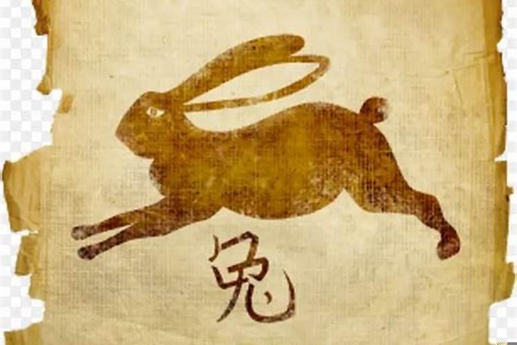 十二生肖兔子是什么星座
