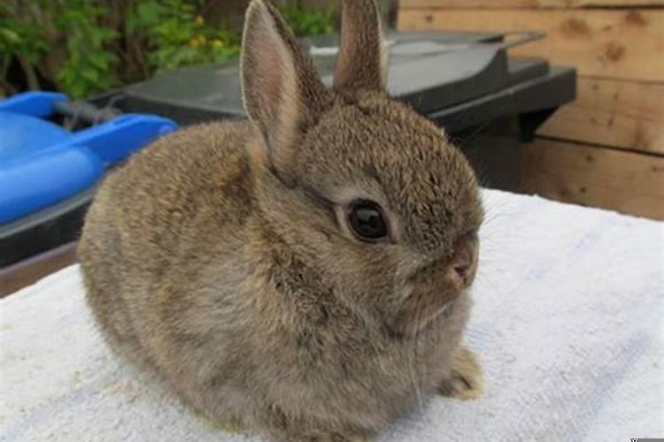 侏儒兔的寿命是多久