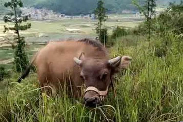 人和牛会生出什么