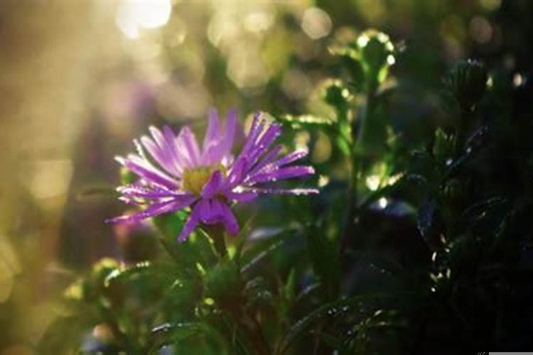 心眼坏的星座男