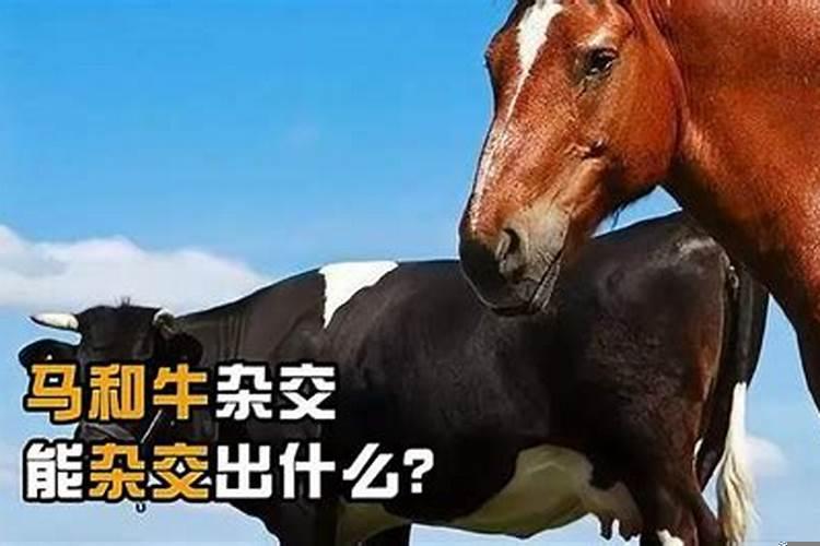 人和牛会生出什么