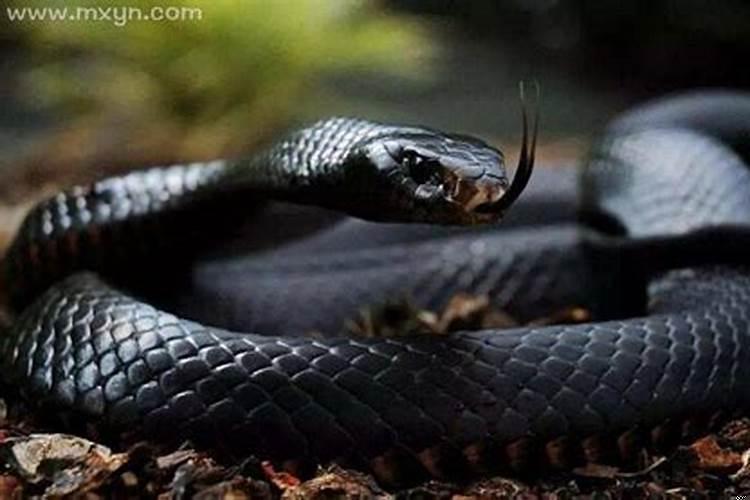 梦见被红色的毒蛇咬了