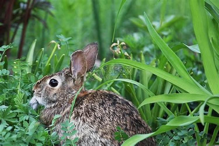 侏儒兔的寿命是多久