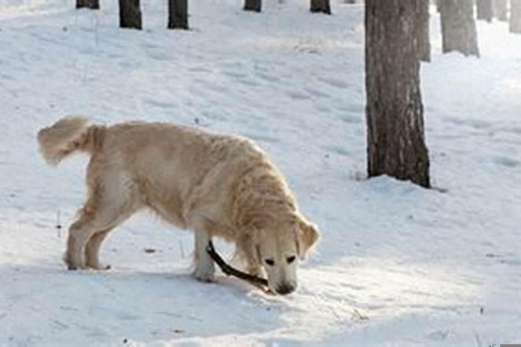 孕妇梦见狗是男孩女孩