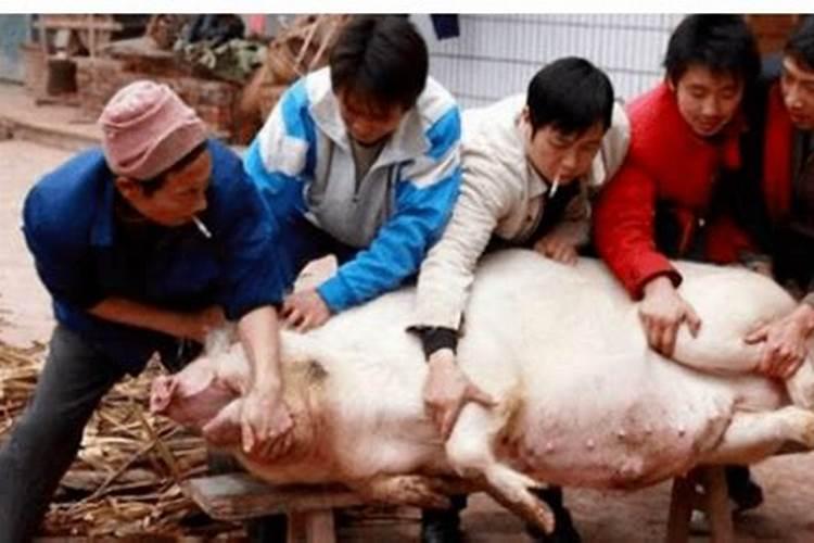 风水说冲猪是什么意思