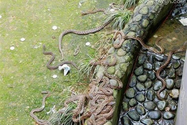 梦见蛇很害怕什么意思