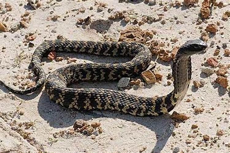 梦见蛇很害怕什么意思