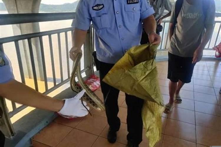 连续两天都梦见蛇